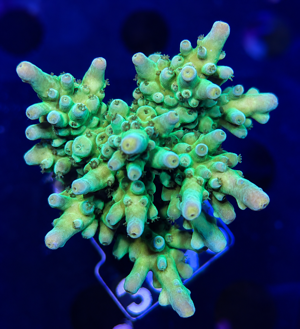 FMC Acropora austera Ultra Green