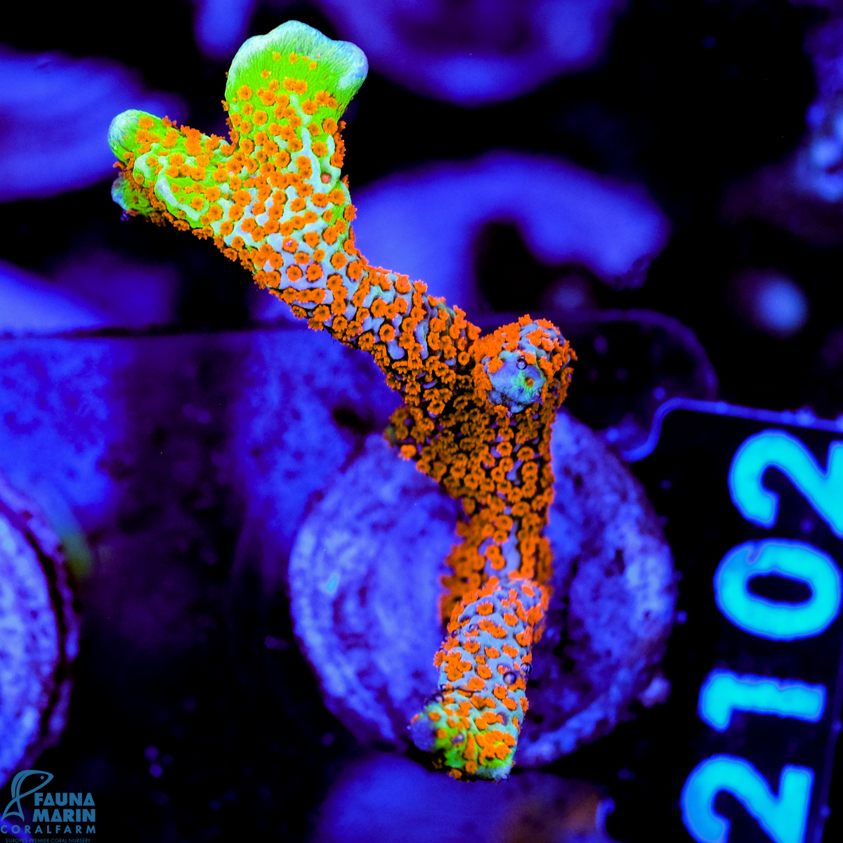 FMC Montipora digitata Forest Fire V