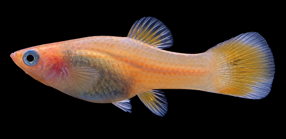 Poecilia latipinna - Gold-Molly- Weibchen (NZ Salzwasser)