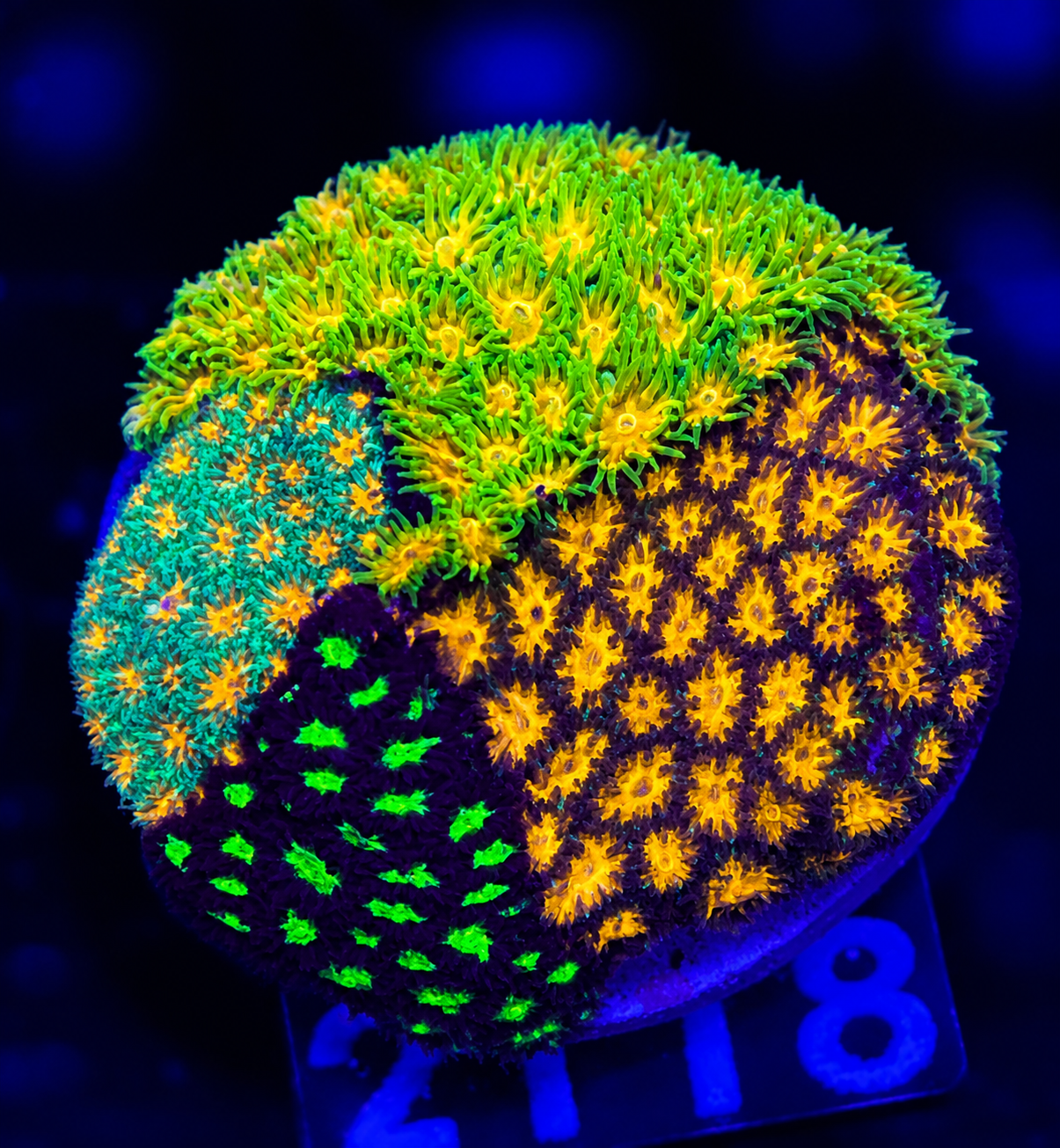 FMC Leptastrea Garden