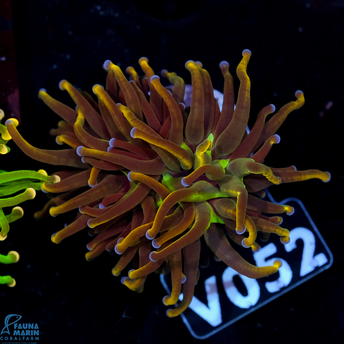FMC Euphyllia glabrescens Dragon Tamer V