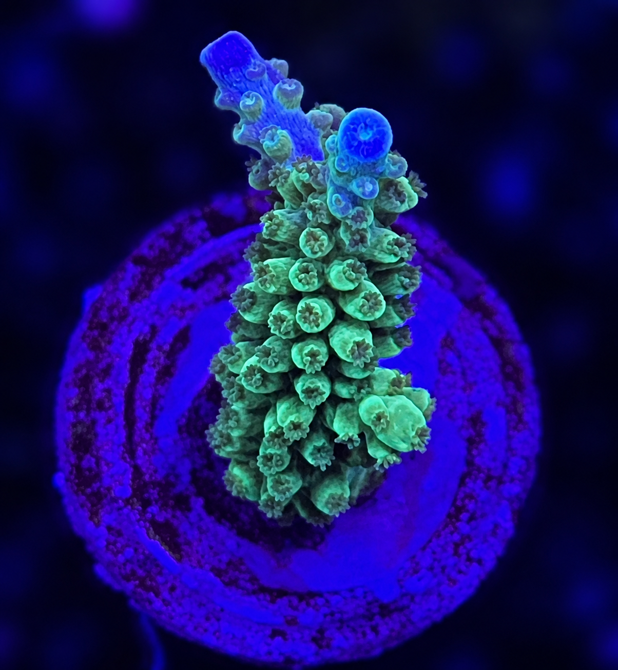 FMC Acropora Staghorn Blue Tip
