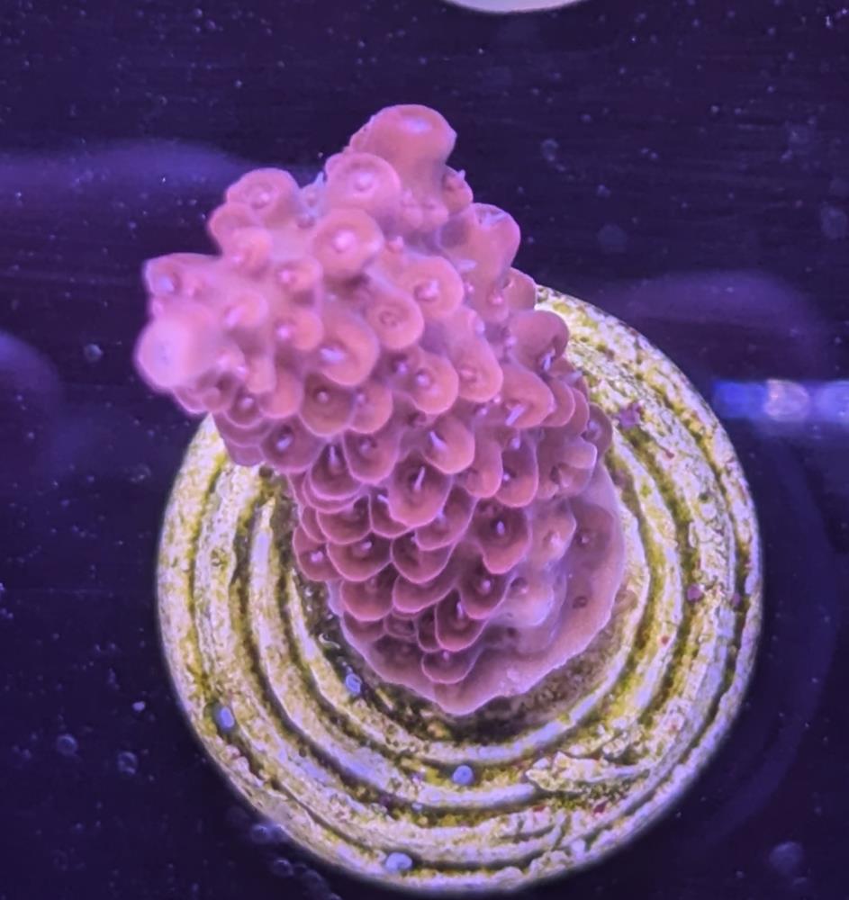 FMC Acropora divaricata Red V