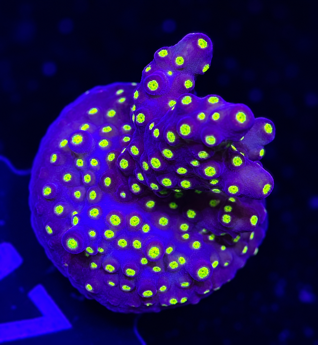 FMC Acropora nana Tricolor