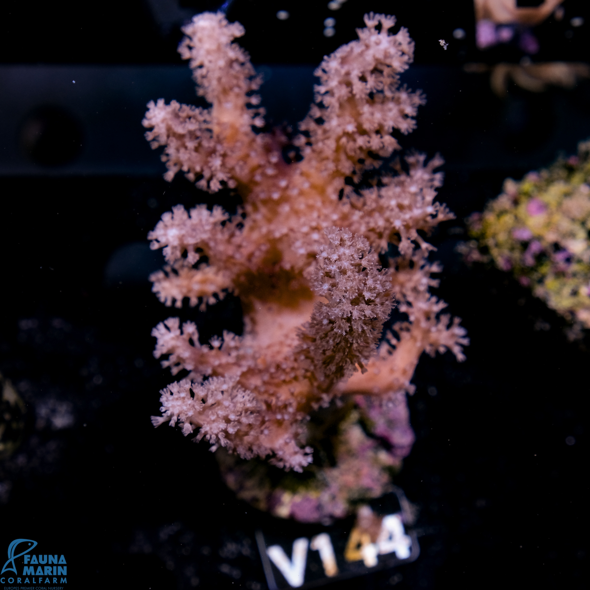 FMC Lithophyton Pink  V
