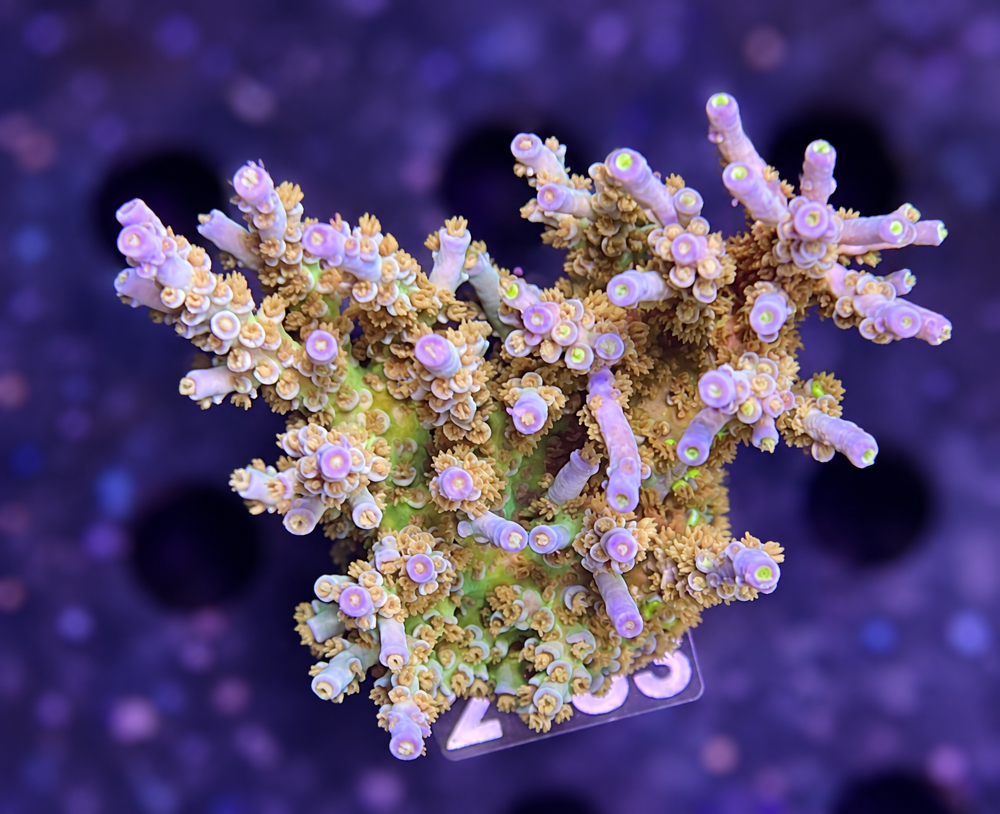 SciReef Acropora kenti Grade 1 MAXX Twin