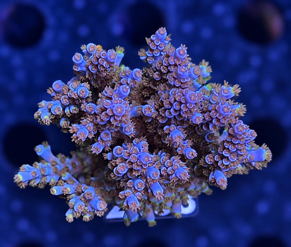 SciReef Acropora kenti Grade 2 MAXX Twin
