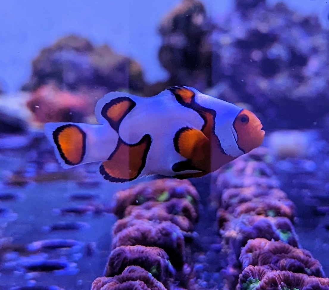 Amphiprion ocellaris - Snowflake - DEUTSCHE NACHZUCHT!