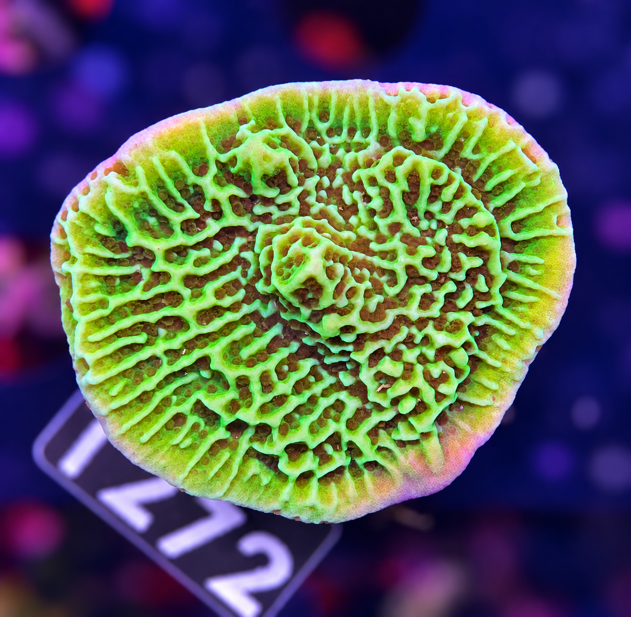 FMC Montipora undata Ocean Waves