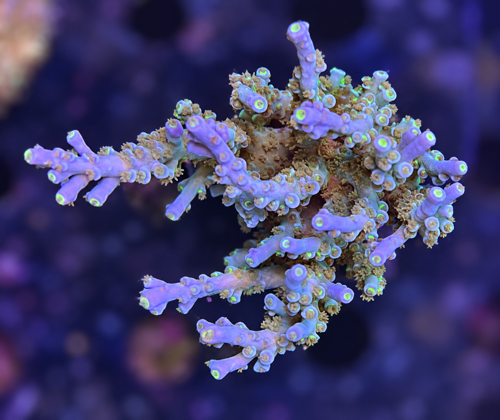 SciReef Acropora kenti Grade 1 MAXX Twin