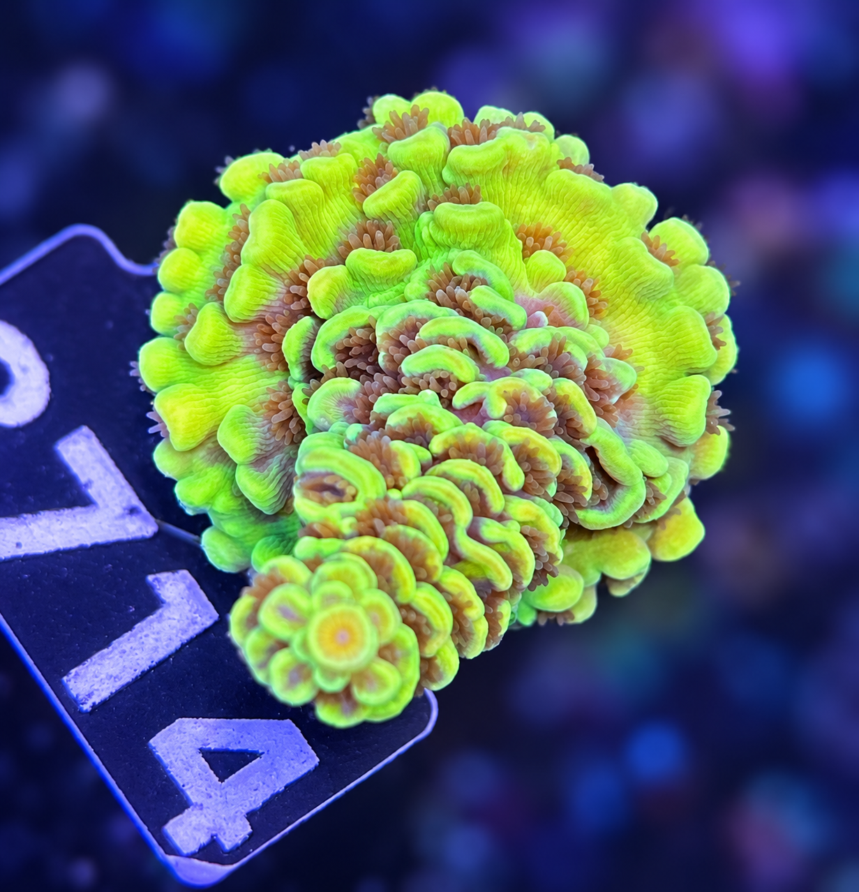 FMC Acropora tenuis yellow dark polyps