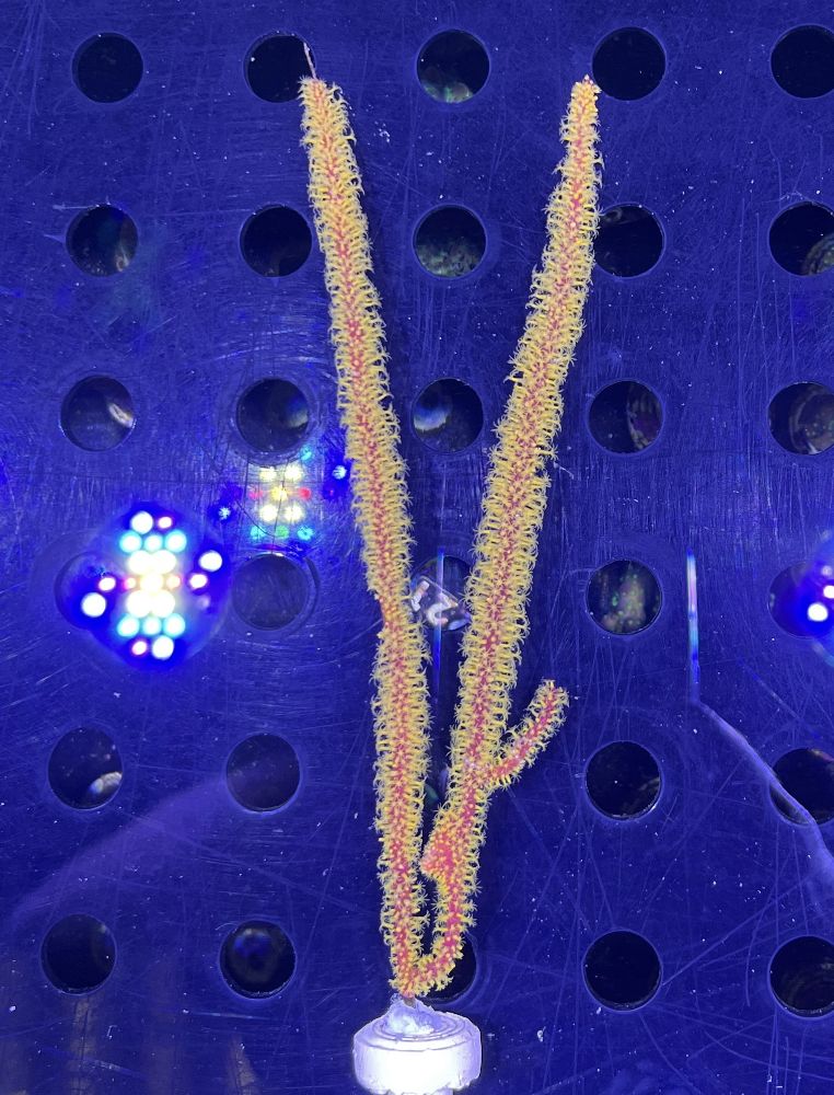 FMC Menella sp. orange Polyps