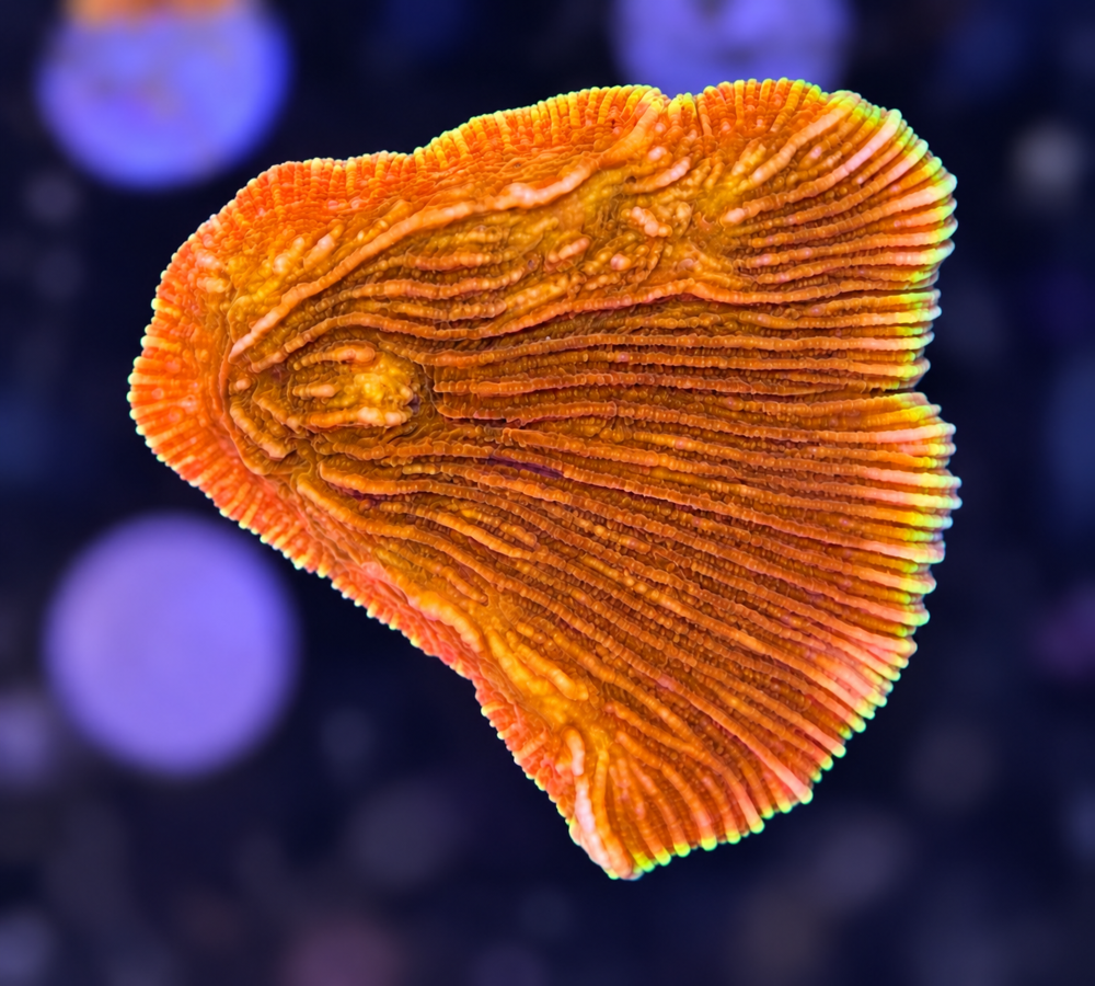FMC Diaseris fragilis
