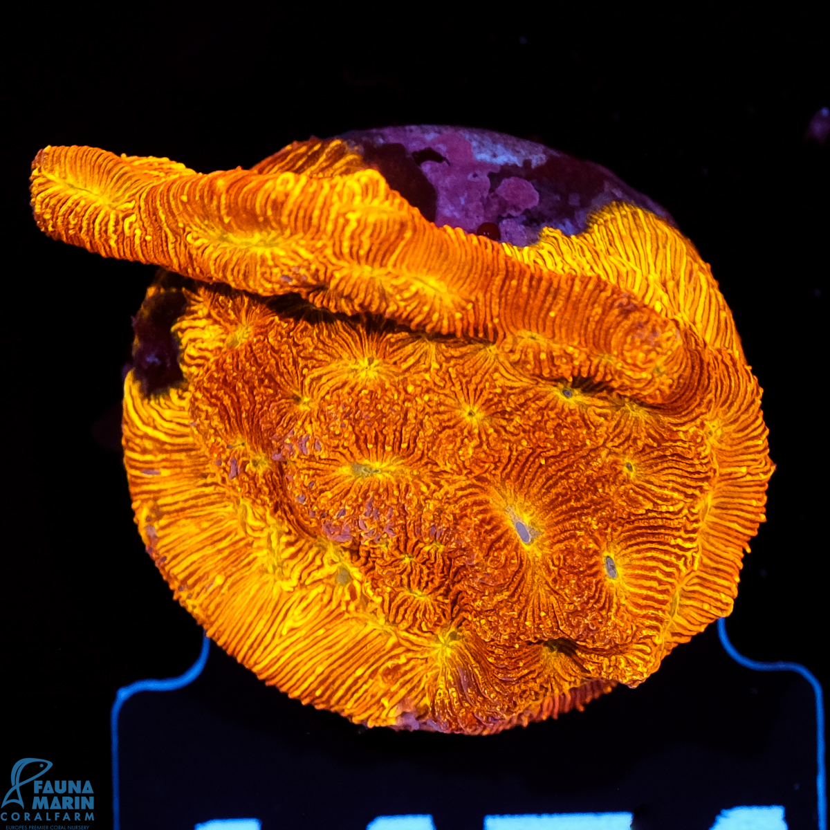 FMC Leptoseris explanata Jack o Lantern FMC Leptoseris explanata Jack o Lantern