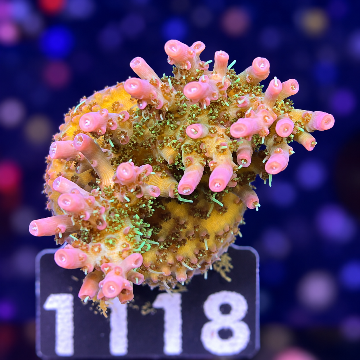 FMC Acropora vividis Pinky the bear