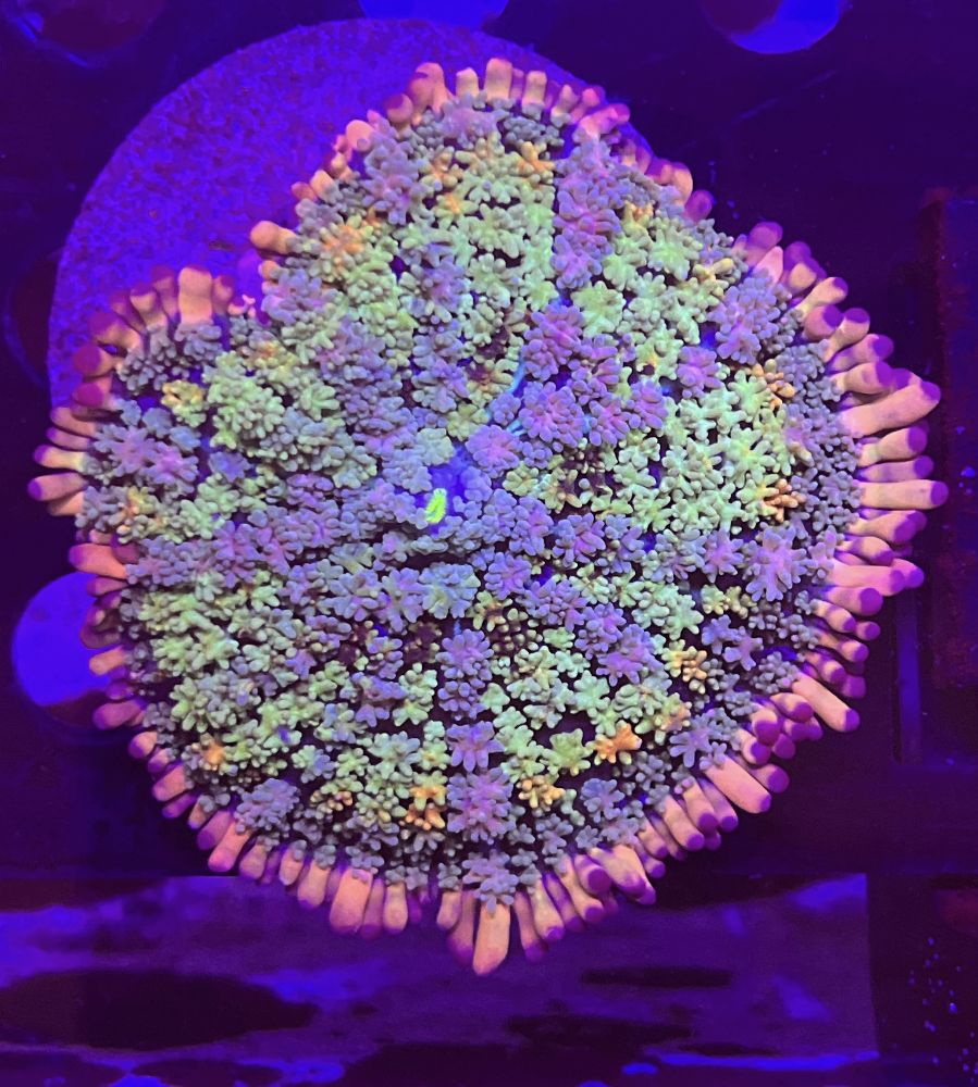 FMC Rhodactis Frankenstein