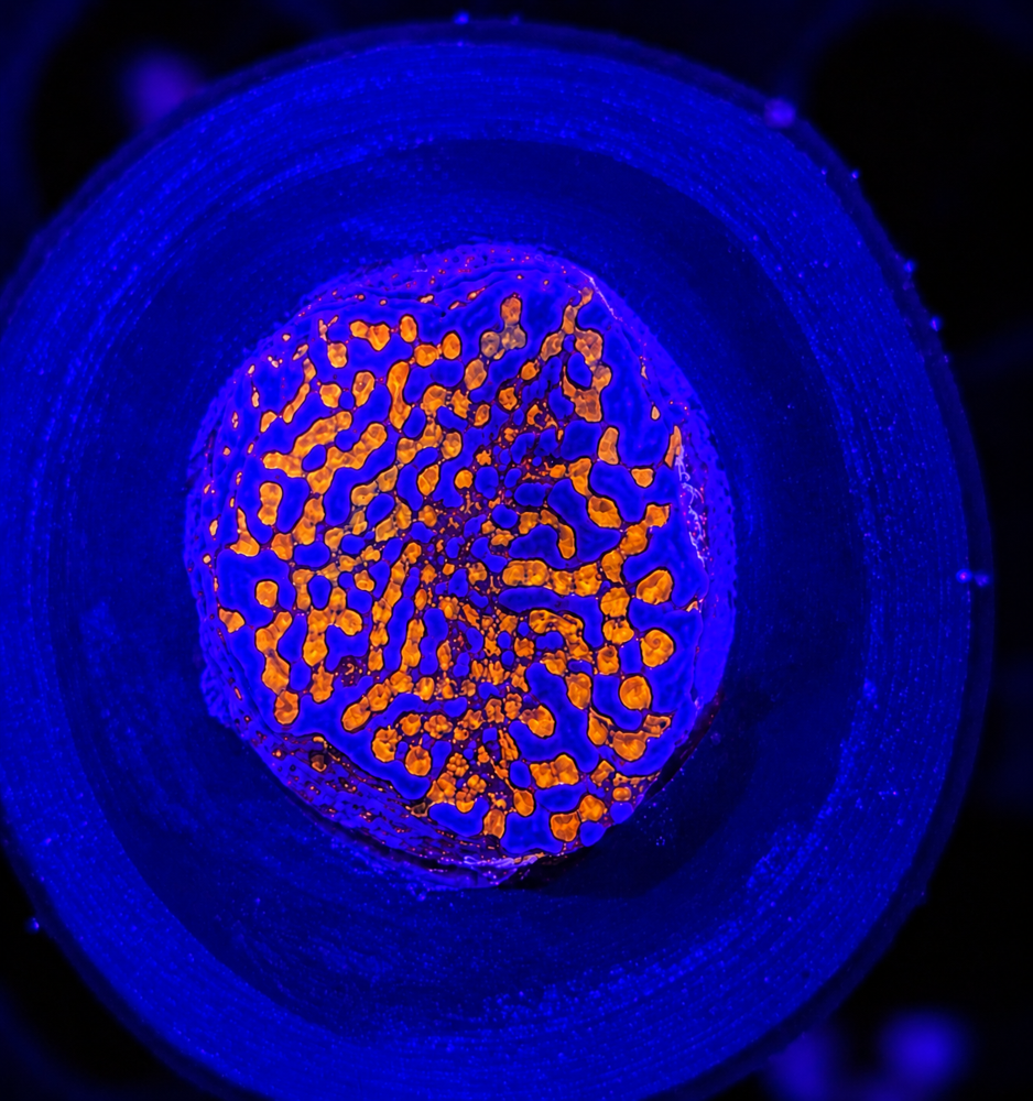 FMC Montipora Superman + Coral Mount V
