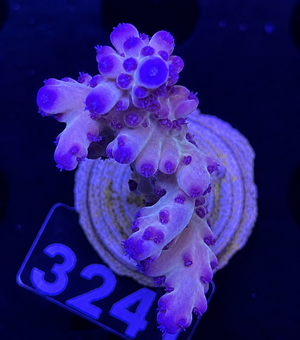 FMC Acropora loripes