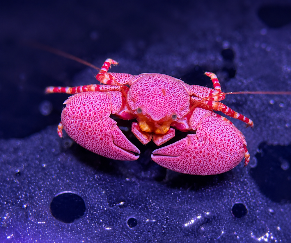 Petrolisthes monodi – Porzellankrebs
