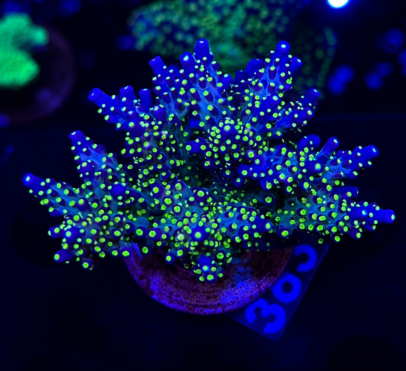 FMC Acropora nana tricolor