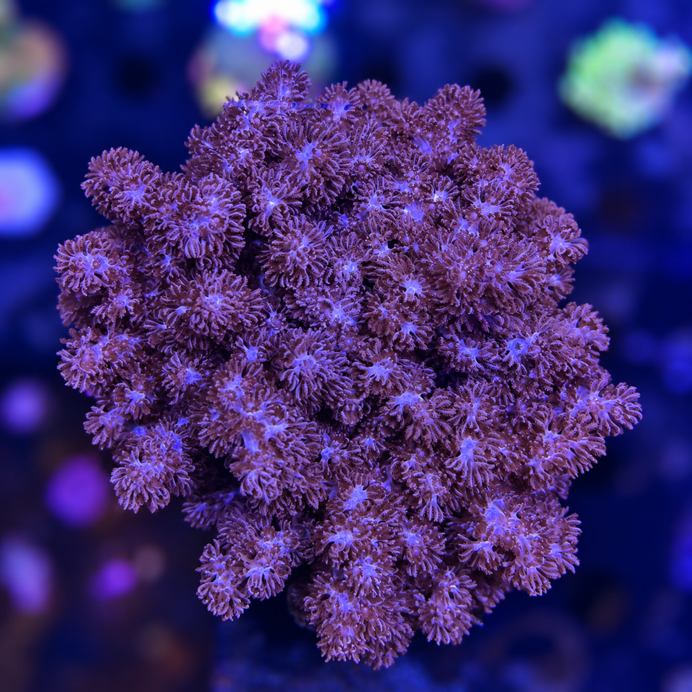 FMC_Cladiella sp. V