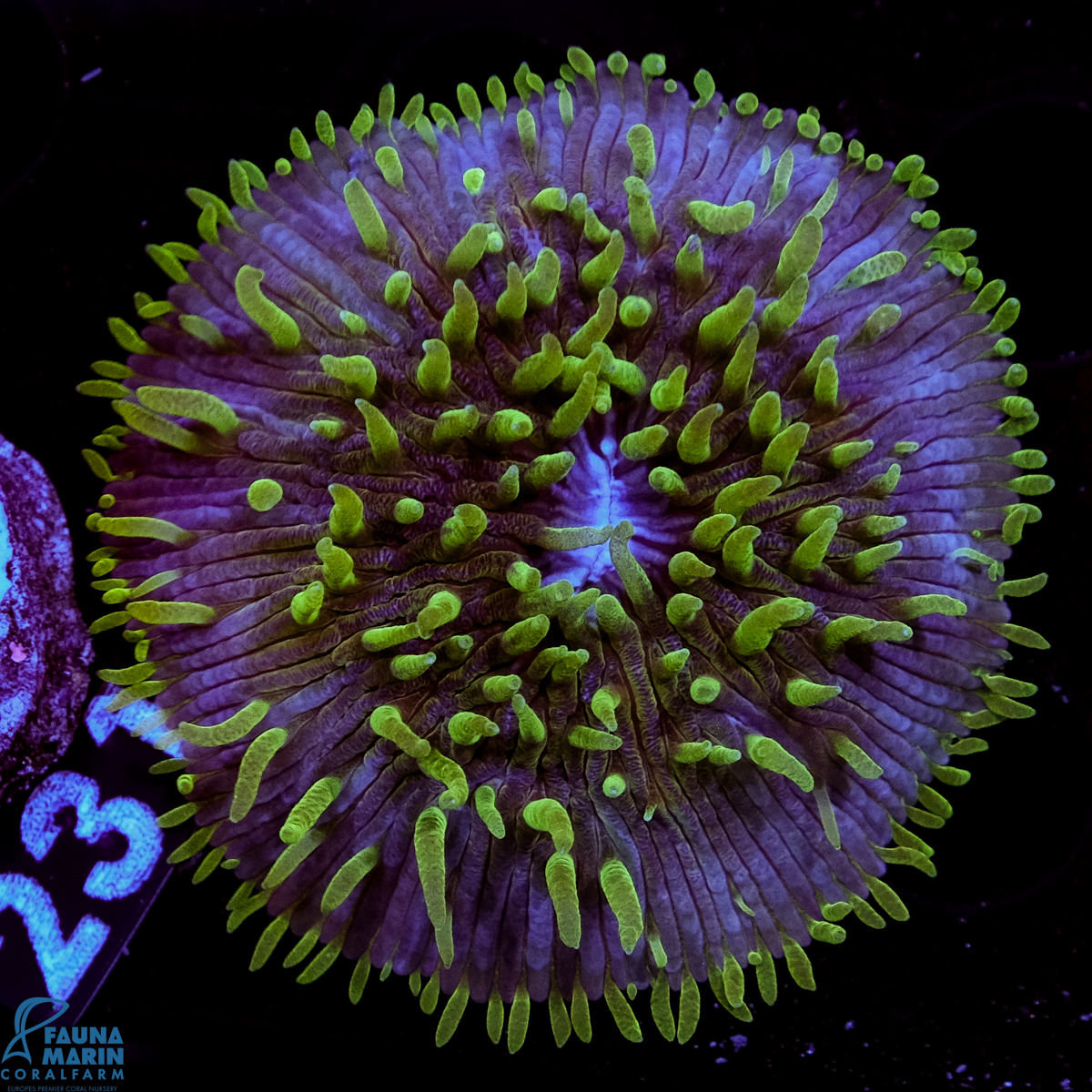 FMC Fungia Long Green Tentacle 2-3cm V