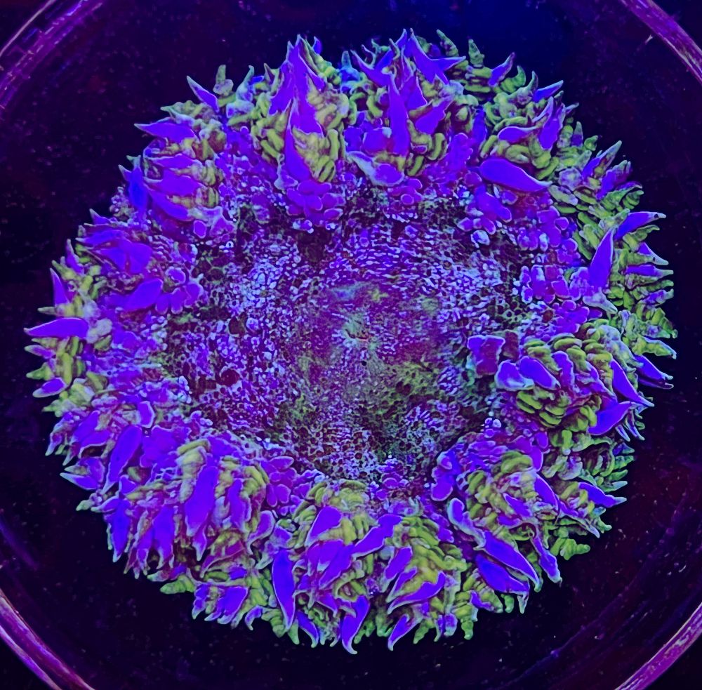 FMC Phymanthus crucifer - Rockanemone