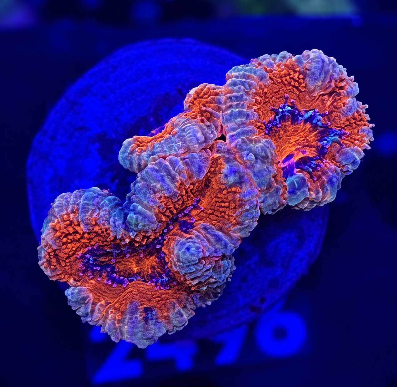 FMC Micromussa lordhowensis