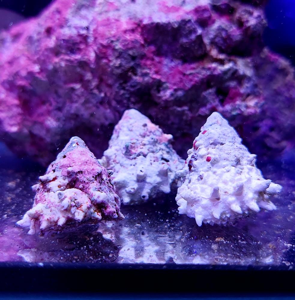 Astralium sp - Feinstachlige Turbanschnecke