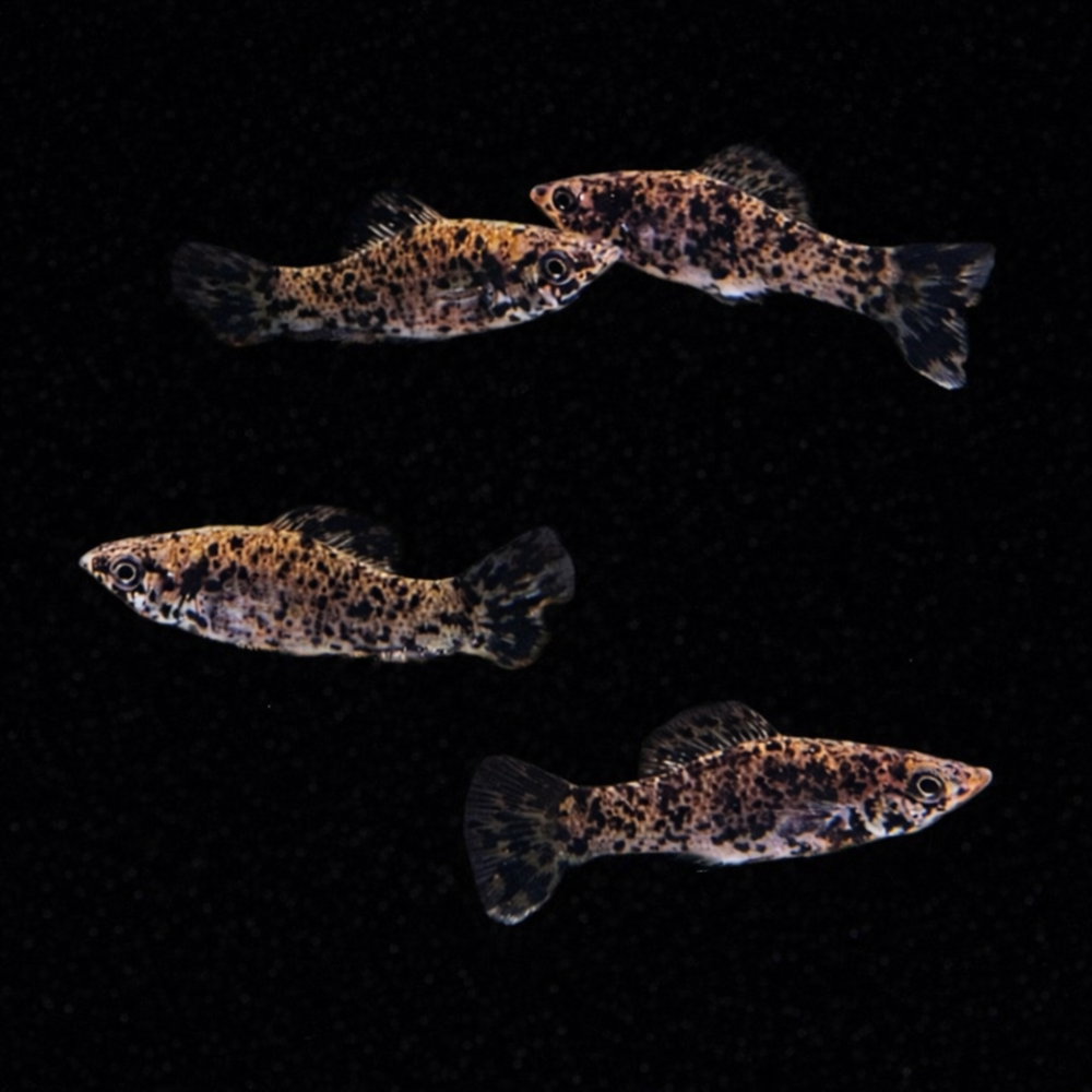 Poecilia velifera - Segelkärpfling 4-5 cm (NZ Salzwasser)