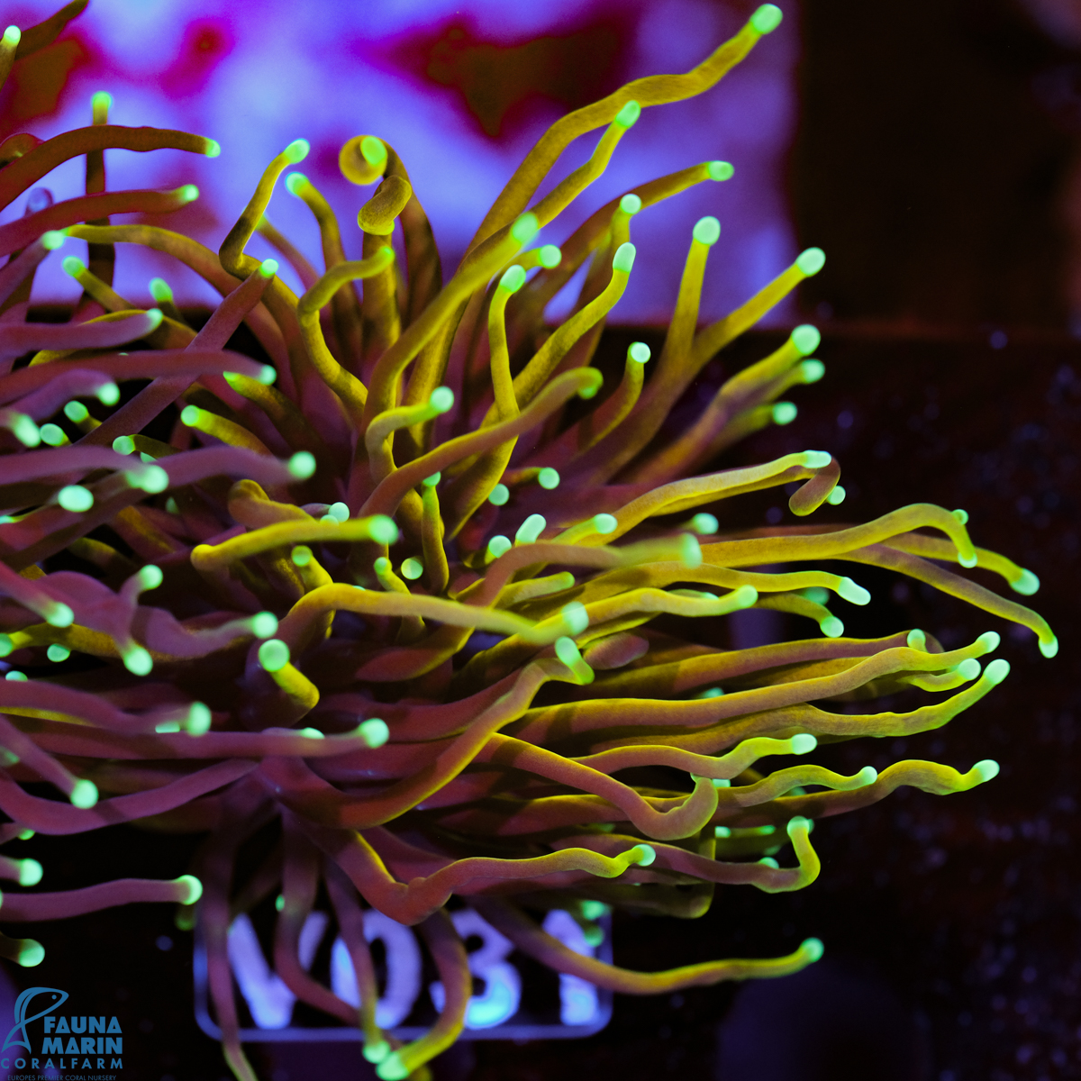 FMC Euphyllia glabrescens Dragonsoul Torch 1-2 Polypen V