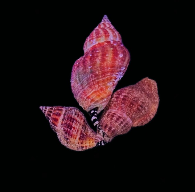 Sinetectula sp.