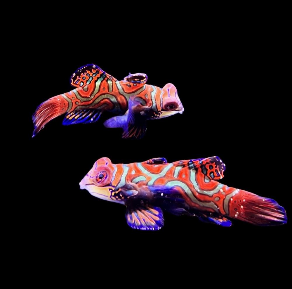 Synchiropus splendidus - Mandarinfisch 3-5 cm !Weibchen!