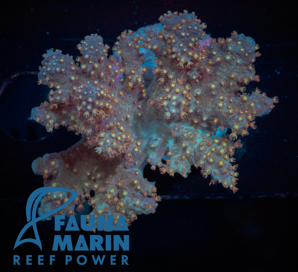 FMC Sinularia Big Polyp V (Filter + Daylight-Shot picture!)
