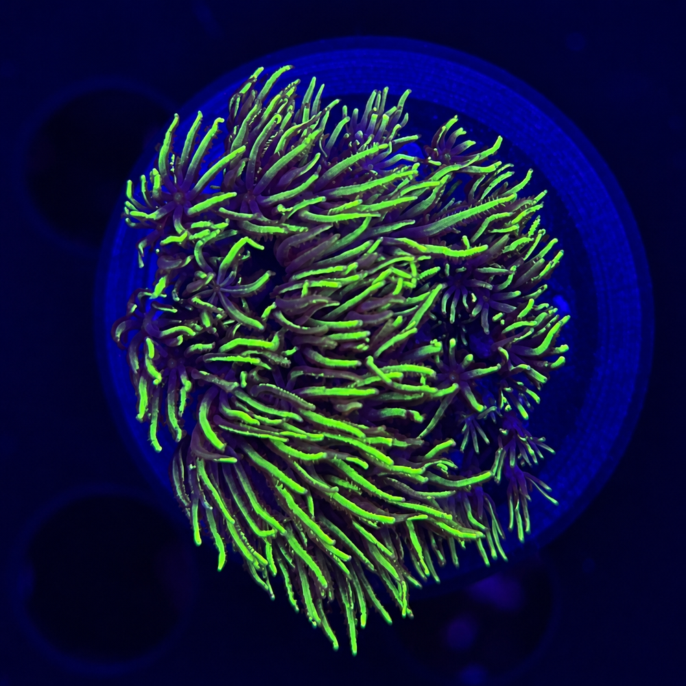 FMC Briareum + Coral Mount V