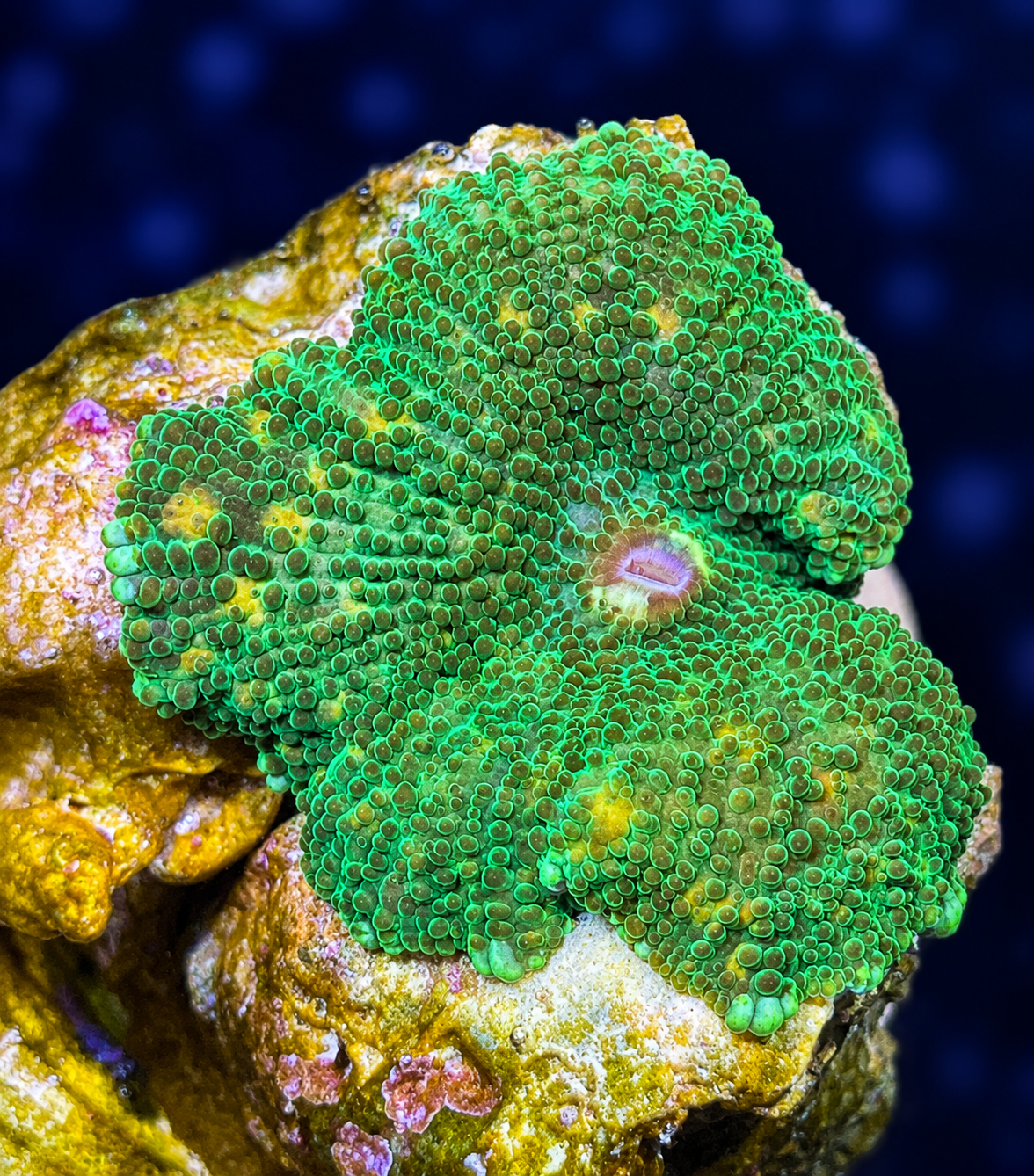 FMC Discosoma green orange