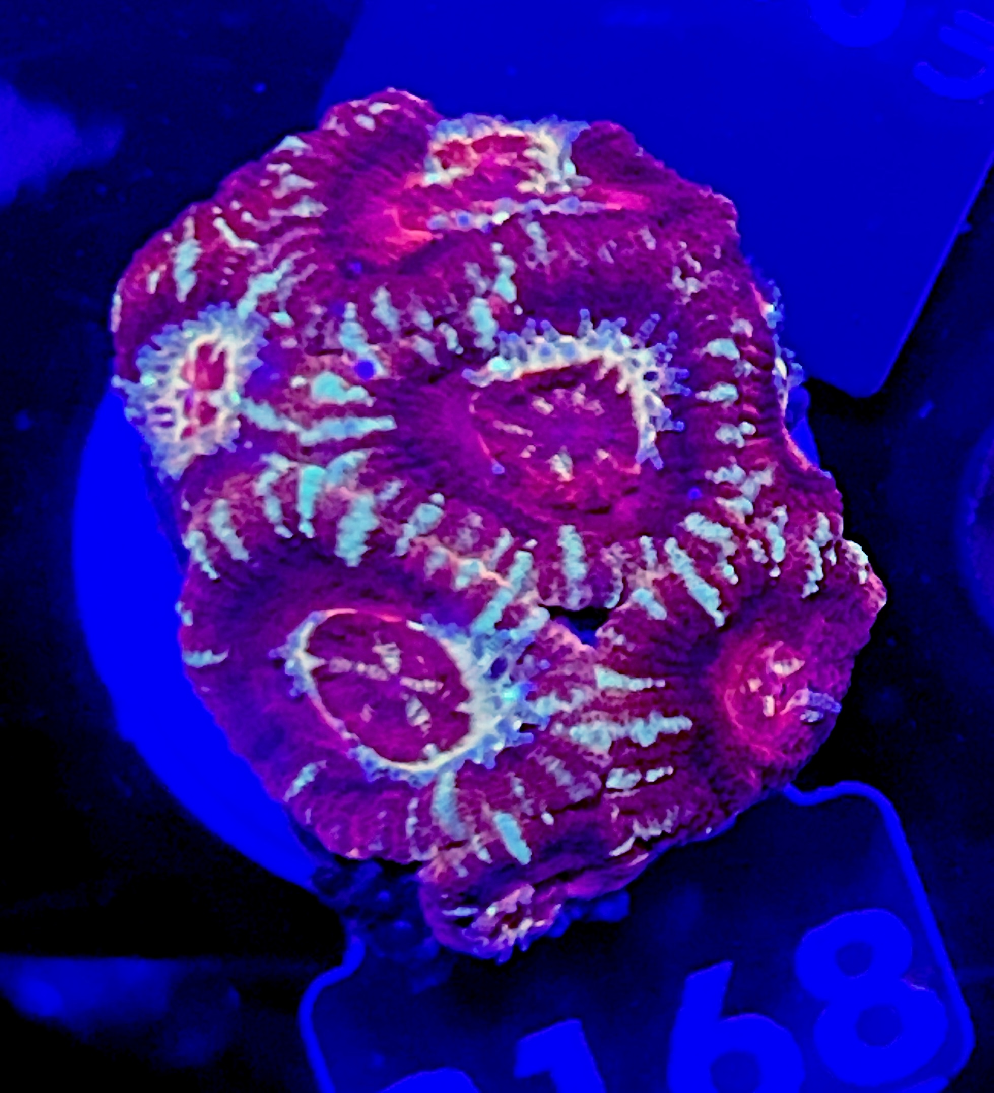 FMC Acanthastrea maxima