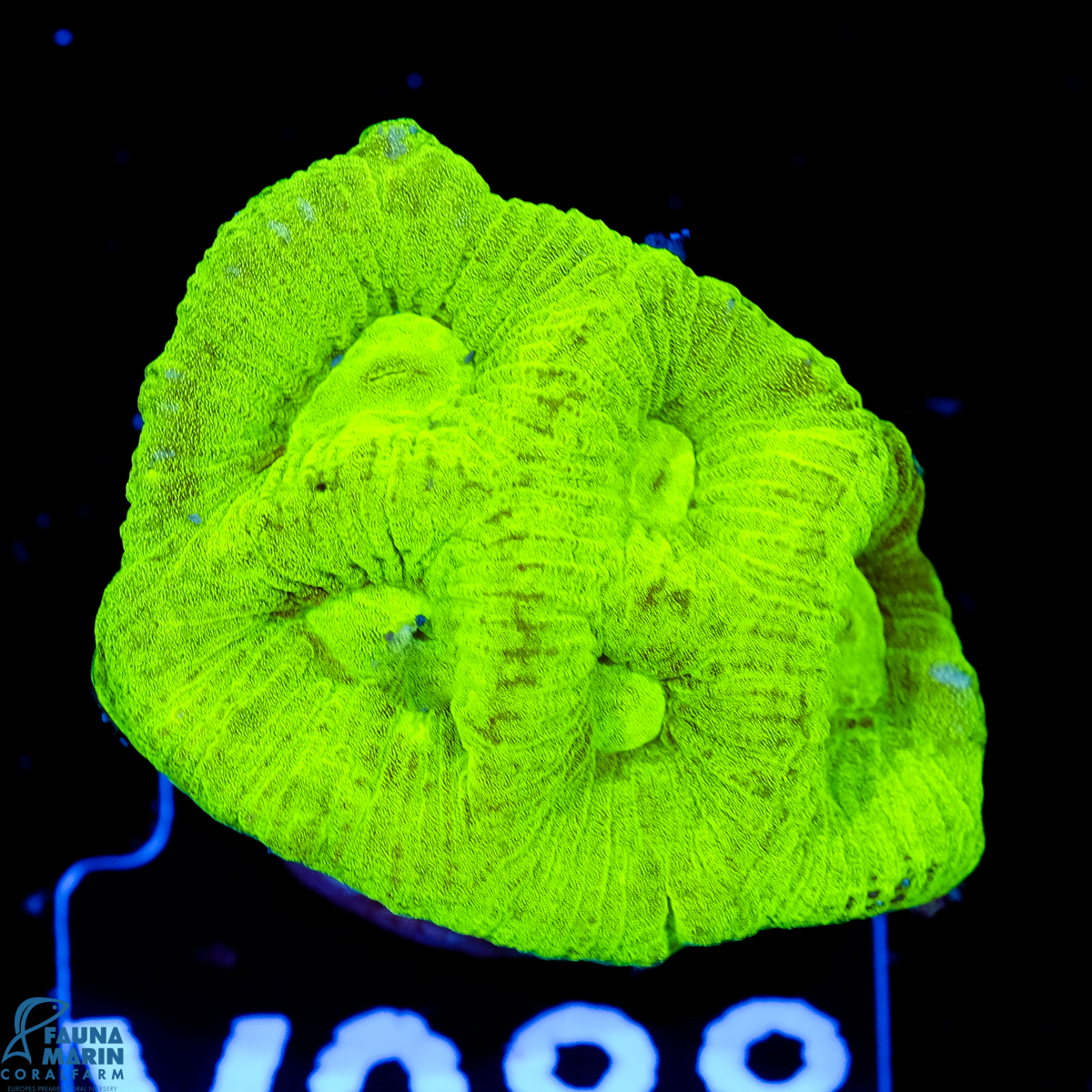 FMC Goniastrea Toxic Green V