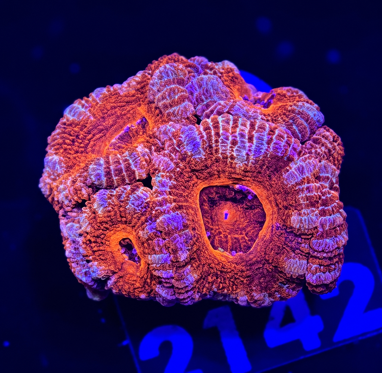 FMC Micromussa lordhowensis