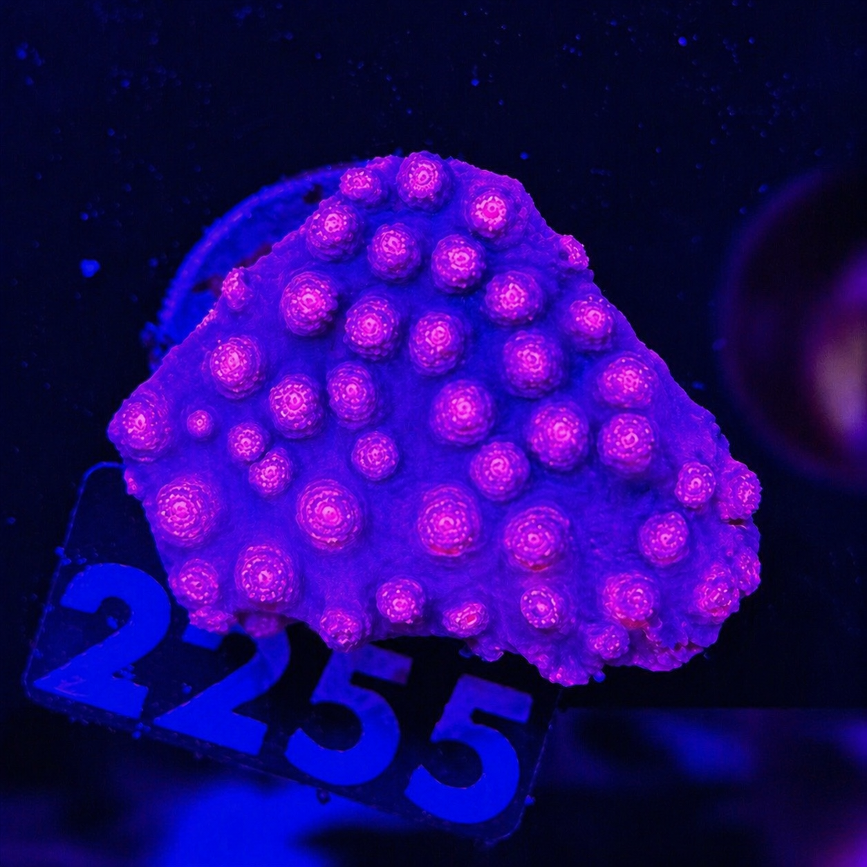 FMC Cyphastrea lilac V