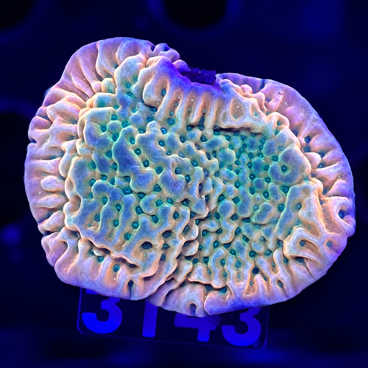 FMC Montipora palawensis Beach Bum