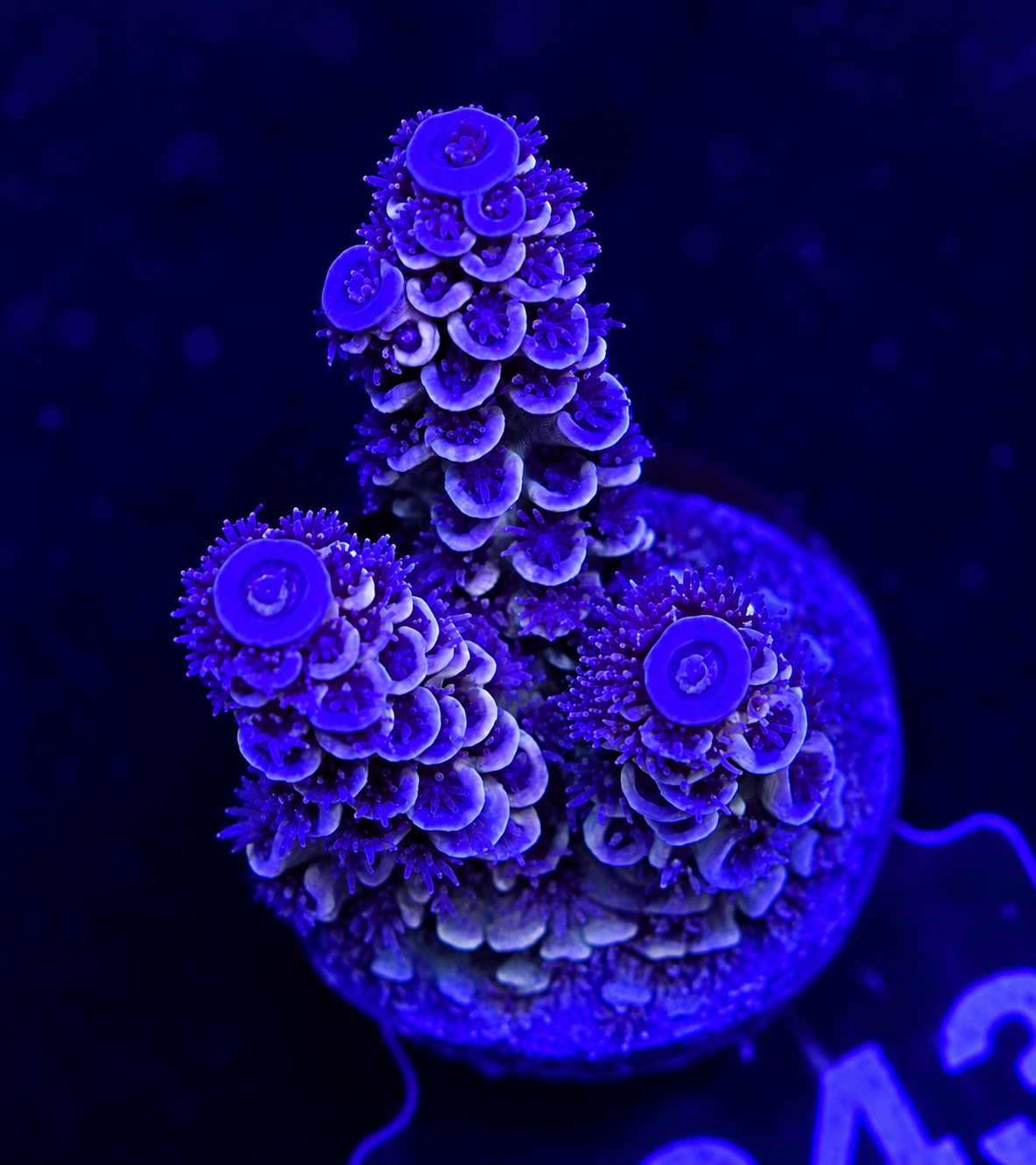 FMC Acropora tenuis Bear