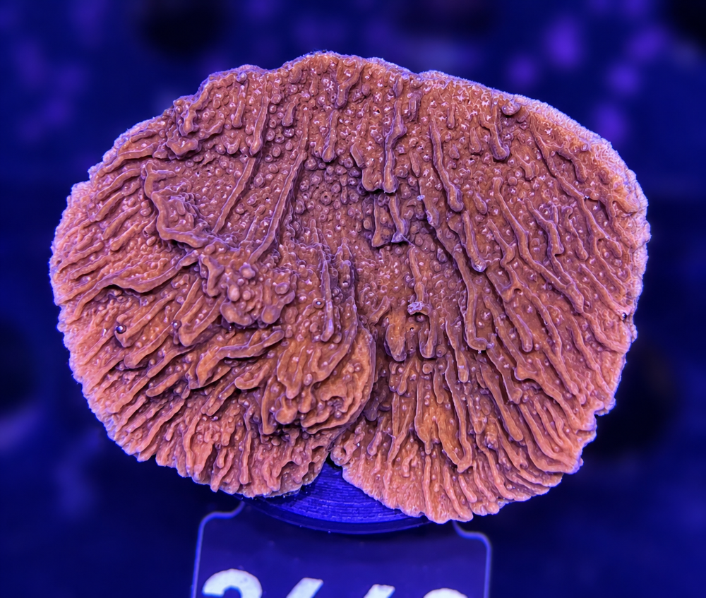 FMC Montipora Plating Red + Coral Mount