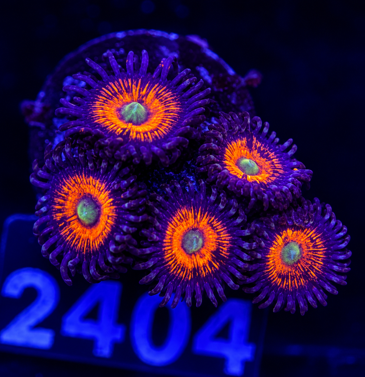 FMC Zoanthus Bad Santa