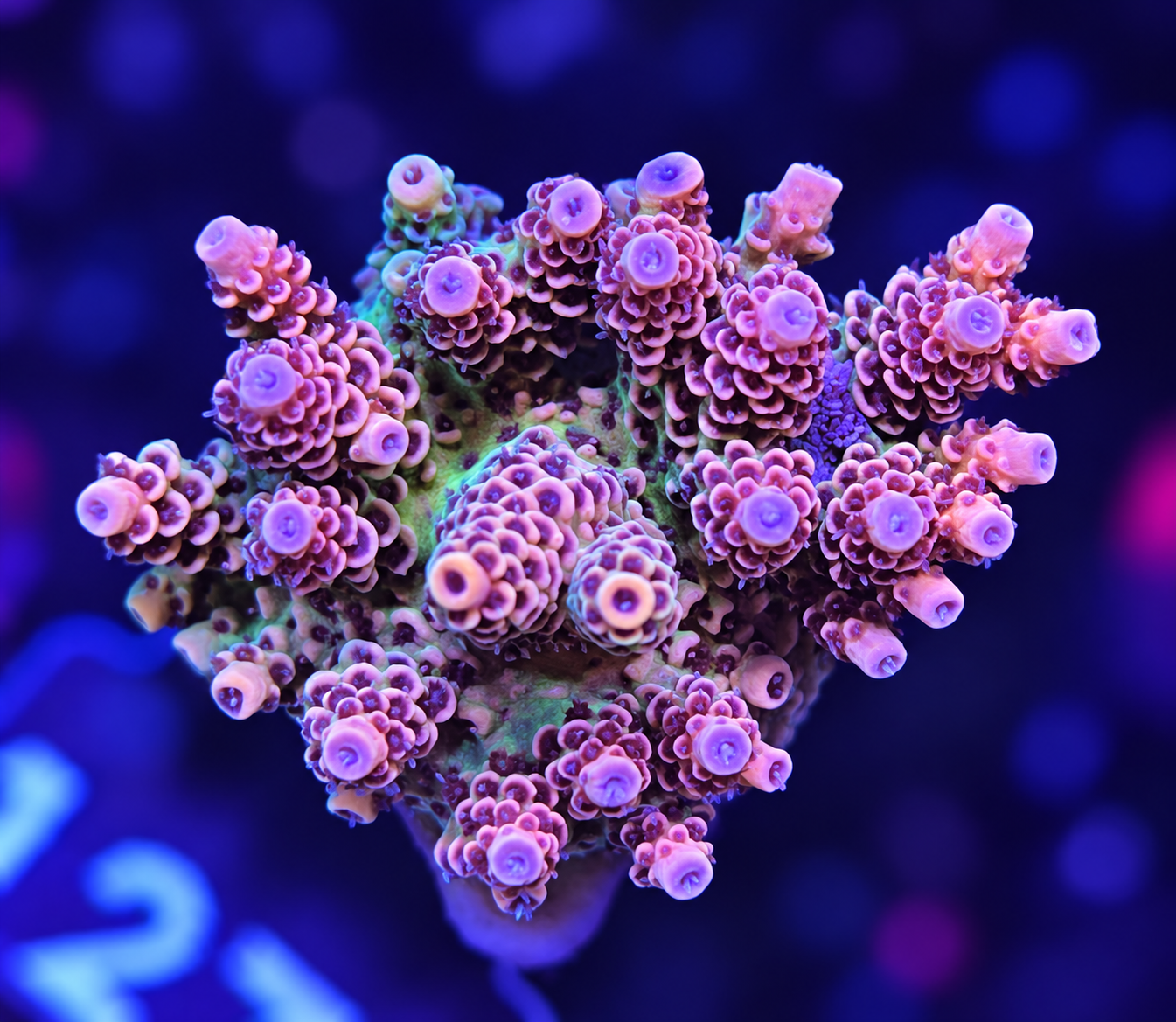 FMC Acropora hyacinthus