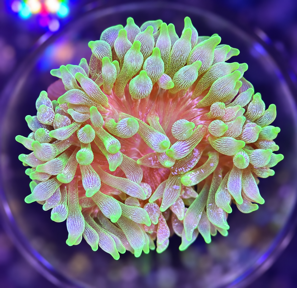 FMC Entacmaea green ice