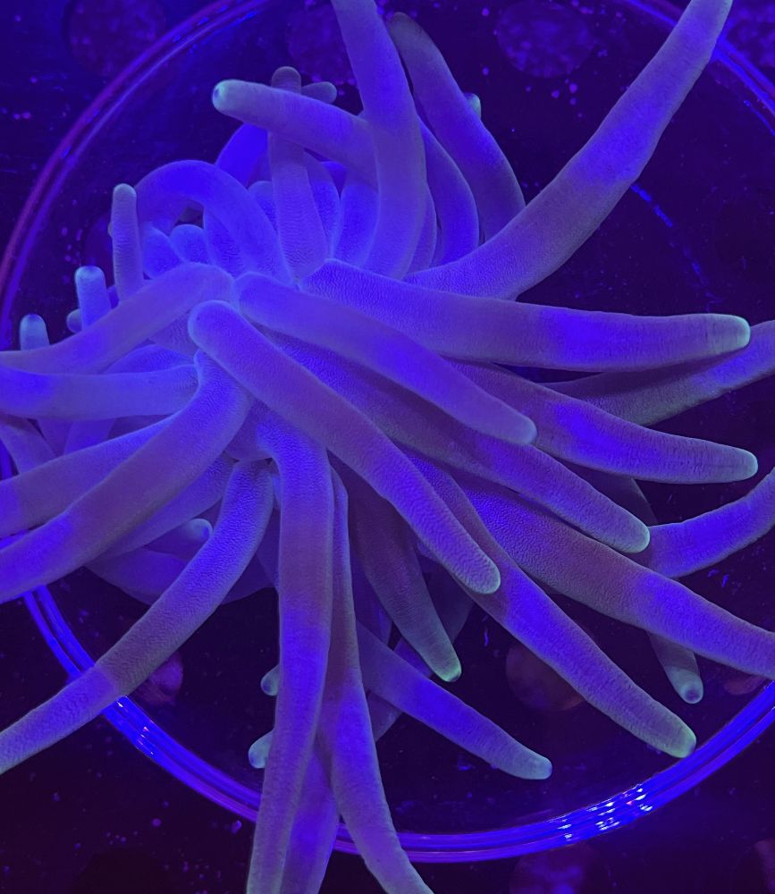 FMC Condylactis gigantea green tip - Karibische Goldrose