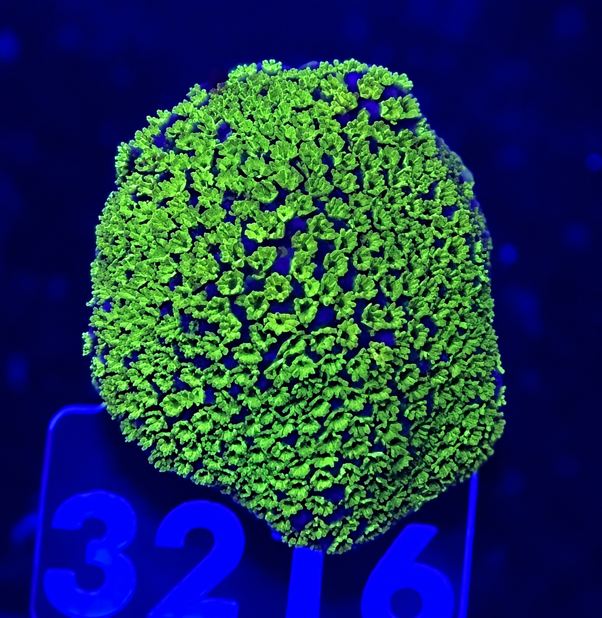 FMC Montipora rainbow