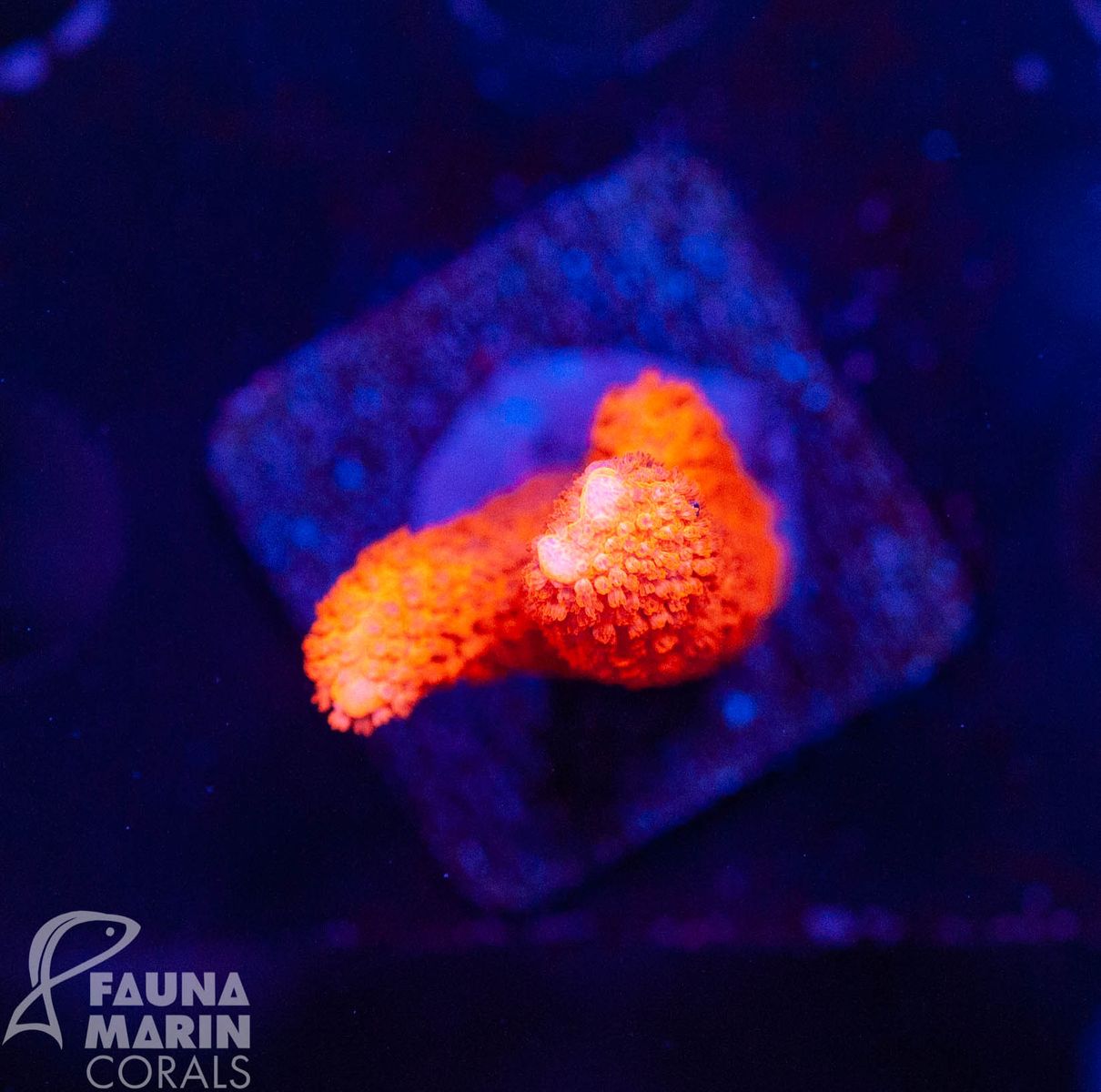 FMC Montipora digitata ultra red V ca. 4-5 cm