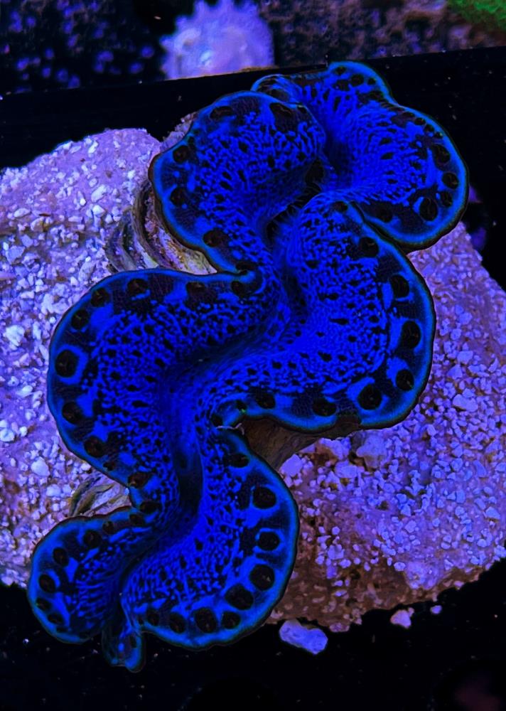 FMC Tridacna maxima